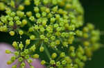 Nuttall's prairie parsley